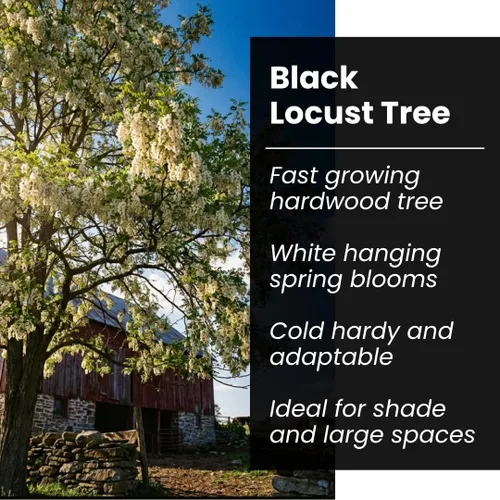 Vista 4 de 30 semillas de langosta negra para plantar - Robinia pseudoacacia
