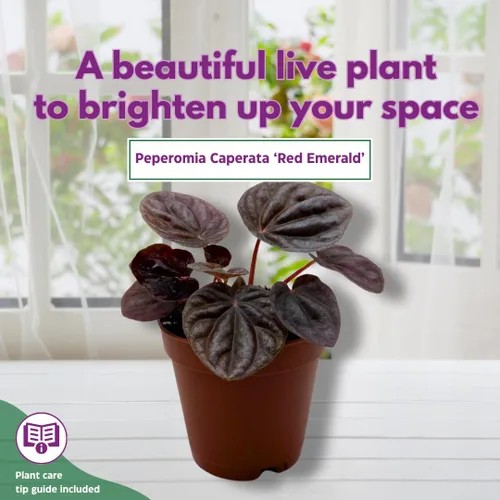 Vista 3 de BubbleBlooms Peperomia caperata roja, ondulación esmeralda roja, escarcha, platino, en una maceta de 2 pulgadas Tiny Mini Pixie Plant