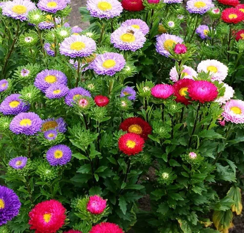 Vista 2 de Más de 200 semillas de flores de Aster Arco iris Flor Jardín Hogar Fragante Marip