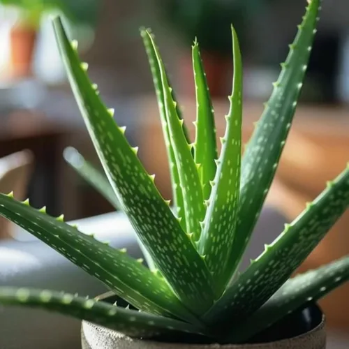 Vista 7 de Planta viva de aloe vera de aloe vera para plantar en maceta de tamaño de 2 pulgadas Planta Aleo vibrante de bajo mantenimiento para patio, balcón