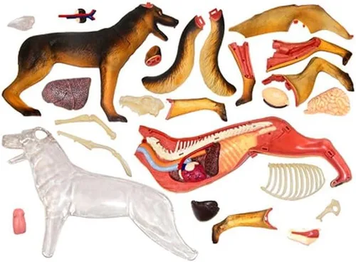 Vista 3 de Maqueta de anatomía de perro Tedco con visión 4D