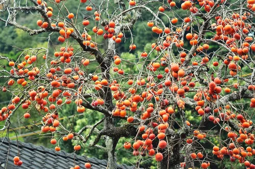 Vista 2 de TomorrowSeeds - Semillas de árbol de caqui japonés - Más de 10 unidades - para plantar Diospyros Kaki Fuyu Hachiya Asiático Chino Oriental Sharon