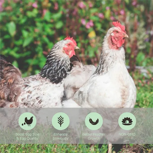 Vista 6 de WORMSKING Gusanos secos de harina de 2 libras para aves de corral, aves silvestres, sabrosa comida para pájaros Para aves de corral, sabrosa
