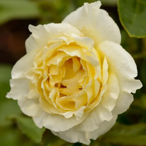 Vista 14 de Heirloom Roses Rose Bush - Easter Basket™ Planta amarilla viva para plantar al aire libre