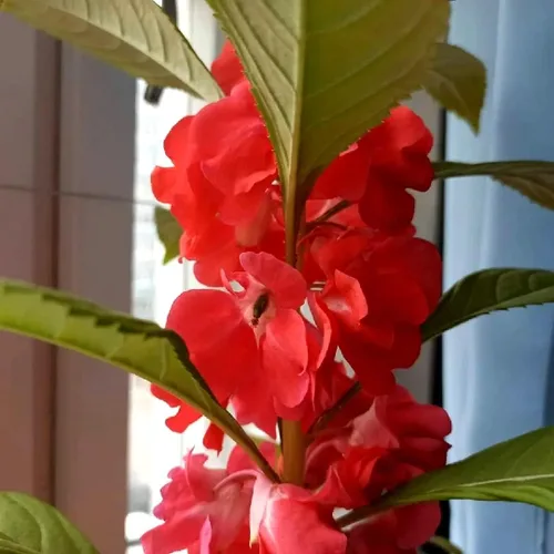 Vista 3 de Garden Balsam Mix Impatiens Semillas de Balsamina para Plantar Mezcla Aproximadamente 50 Semillas