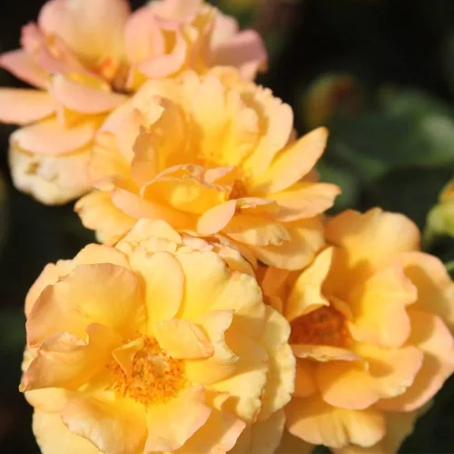 Vista 6 de Heirloom Roses Rose Plant - Apricot Candy™ Apricot Rose Bush, Té híbrido Planta viva para plantar al aire libre
