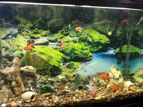 Vista 6 de Póster de fondo de acuario de piedra de musgo verde con fondo de acuario, decoración de fondo de pecera (24 x 12 pulgadas/24.0 x 11.8 in)