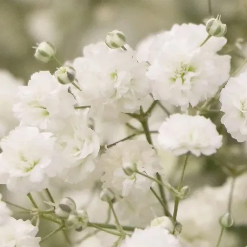 Vista 2 de 1,000 semillas de aliento de bebé para plantar: flores anuales fáciles de cultivar
