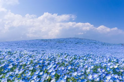 Vista 5 de TomorrowSeeds - Semillas Baby Blue Eyes - Más de 6000 unidades - para plantar Nemophila Menziesii 2026, flor azul cielo, cubierta de suelo japonesa