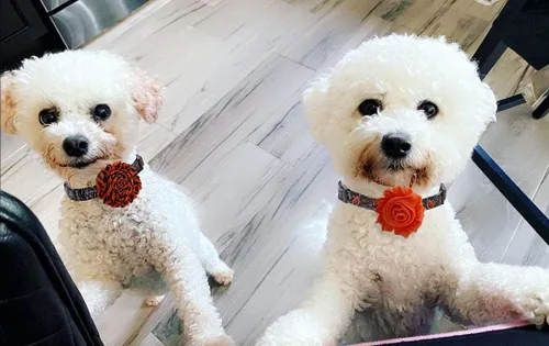 Vista 6 de Collar de perro de Halloween con flor desmontable, collar de calabaza de araña para mascotas pequeñas y cachorros