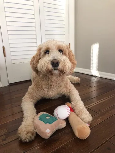 Vista 7 de TONBO Lindos juguetes de peluche para perros (combo de parque de bolas)