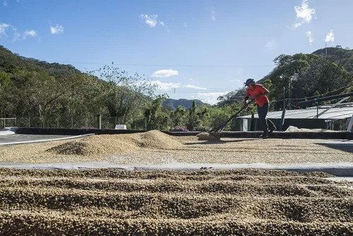 Vista 9 de Cafe Monteverde - Paquete de café Cloud Forest Blend - Café costarricense de origen único 100% arábica - Molido (paquete de 3)