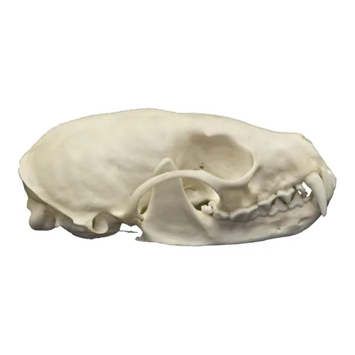 Vista 2 de Calavera de Marten Americana Real Una Calidad
