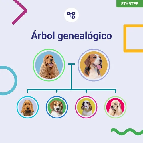 Vista 6 de Prueba de ADN Koko para perros Starter - (Informes de razas y rasgos) - Actualizaciones sin costo