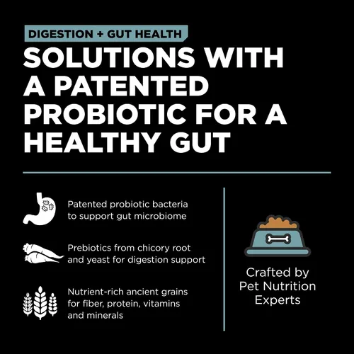 Vista 6 de Go! Solutions Digestión + salud intestinal, comida seca para gatos, receta de pollo con granos antiguos, bolsa de 3 libras Fiber-Rich Kibble for