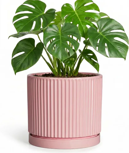 Vista 30 de 8 Inch Flower Pot, Ceramic Planters, Round Plant Pot, Beige