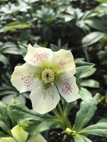 Vista 2 de 3 contenedores de rosa de cuaresma/heleboros mixtos en macetas de 6,35 cm - ¡Ideal para la plantación de otoño!