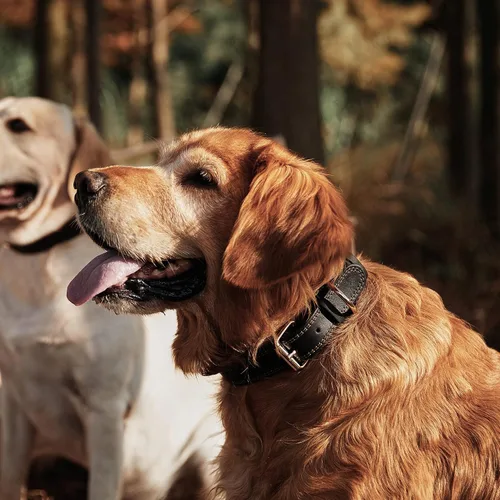 Vista 3 de Collar de perro de cuero genuino, collar de perro resistente para perros pequeños, medianos, grandes y extra grandes