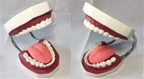 Vista 5 de QTMY Modelos dentales anatómicos grandes 1:6 - Modelo de higiene oral de enseñanza del dentista