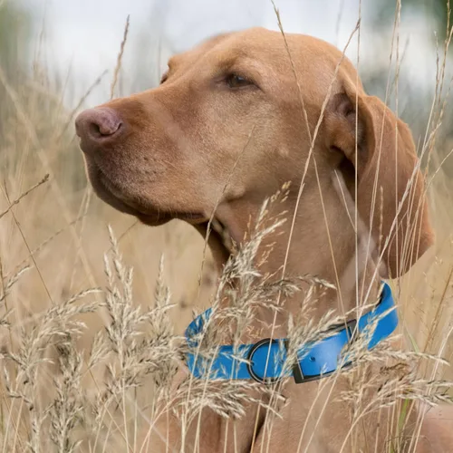 Vista 420 de Dogline Biothane - Collar impermeable para perro con hebilla de liberación rápida, resistente cincha de nailon recubierta con resistente y a prueba