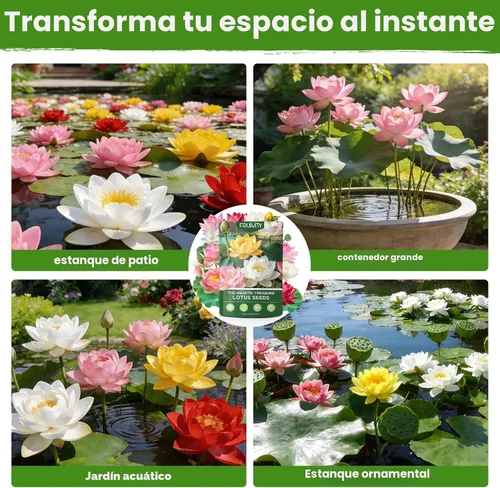 Vista 7 de 30 semillas de loto para plantar en agua – Semillas de loto de colores mixtos, plantas de estanque vivo, semillas de lirio de agua para bonsái