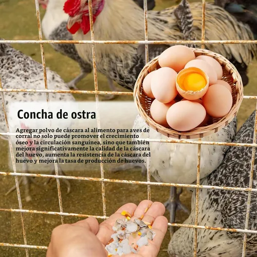Vista 5 de QEQEKAKA - Conchas de ostras trituradas de aproximadamente 2 libras