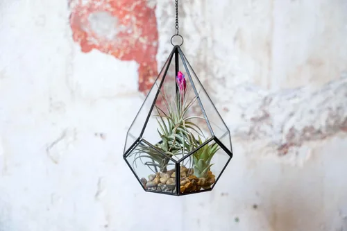 Vista 2 de Air Plant Shop Terrario de diamantes de vidrio - Plantas suculentas vivas para el hogar y el jardín - Plantas de interior y exterior de fácil cuidado
