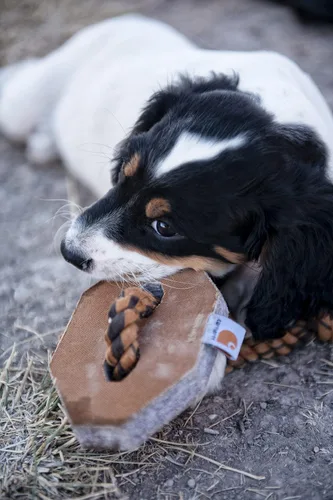 Vista 7 de Carhartt Firm Duck Hex Dog Pull Carhartt Marrón