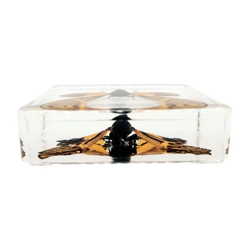 Vista 3 de Especímenes reales de cigarras en resina, pisapapeles artesanales, colección de taxidermia de animales para educación científica y adorno de cicada