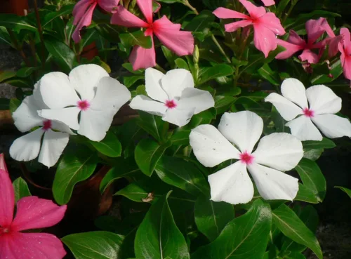 Vista 5 de Semillas Bígaro Madagascar Mix - Vinca - Flores perennes para plantar - Sin OMG