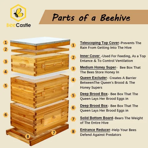Vista 3 de BeeCastle Colmena Langstroth de 10 marcos con ventanas, colmena de abejas recubierta con cera de abejas para principiantes con marcos de colmena