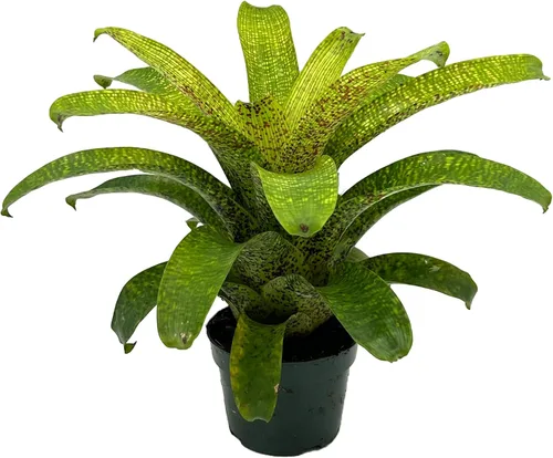 Vista 8 de ragnaroc Plantas vivas – Bromelia Billbergia Casa Blanca de raíz desnuda, gigante 20-30 cm - 1 unidad - Llegada viva garantizada - Plantas