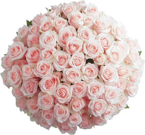 Vista 17 de GlobalRose Ramo de 50 rosas surtidas, rosas de origen responsable, flores frescas, ramo fresco de flores seleccionadas a mano para el día