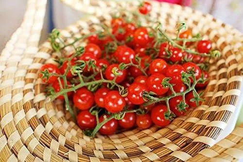 Vista 6 de Más de 30 semillas de tomate Sweetie Cherry, también conocidas como Sugar Sweetie, sin OMG, extra dulce, de gran rendimiento, indeterminado