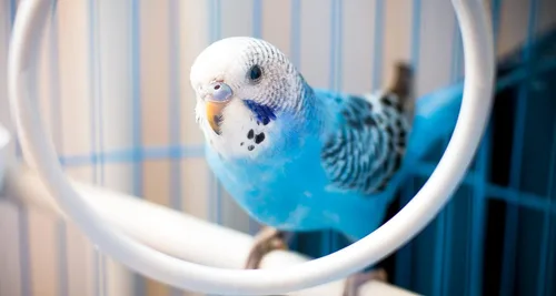 Vista 5 de JW Pet Company Activitoy - Juguete para pájaros pequeños de doble eje, los colores varían