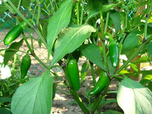 Vista 2 de 120 semillas de pimienta orgánica Jalapeño M Heirloom Non-GMO Garden Vegetable Bulk Survival