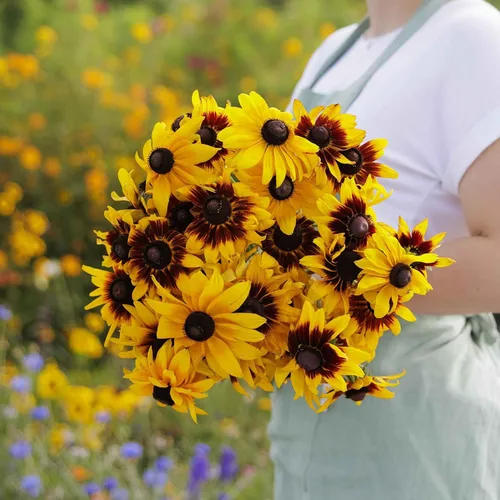 Vista 5 de Eden Brothers Black Eyed Susan Seeds - Bosque de otoño