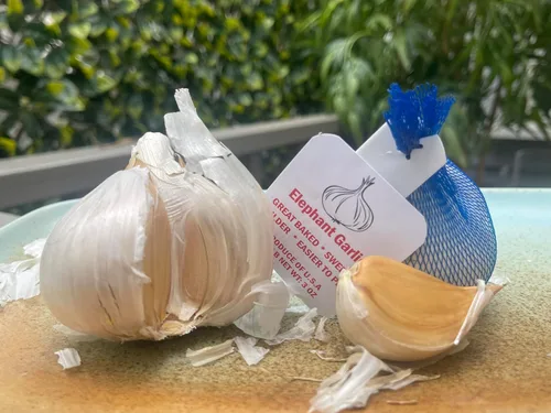 Vista 4 de Ajo de elefante. Cultivado en California. 2 bulbos enormes. Delicioso sabor más suave y suave. Ideal para cocinar, comer y plantar. Grandes