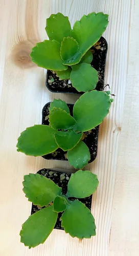 Vista 3 de Kalanchoe Diagremontiana - 3 sombreros mexicanos para madre de miles, planta suculenta viva en maceta de 2 pulgadas con tierra totalmente enraizada.