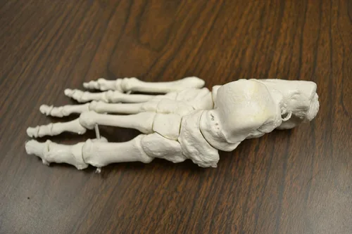 Vista 4 de Esqueleto humano completo, desarticulado. Calidad clínica. Tamaño real (altura del modelo de 62 pulgadas), 23 discos intervertebrales, cráneo de 3