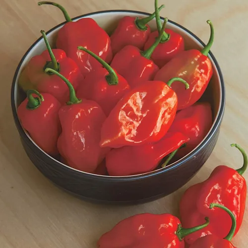 Vista 9 de Burpee Big Guy - Semillas de pimiento picante, 30 semillas