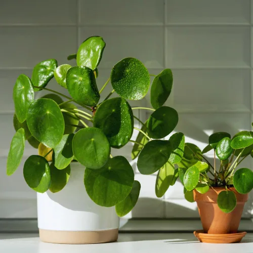 Vista 2 de 3 plantas de Árbol del Dinero vivas, Plantas vivas de Pilea Peperomioides, de 12 a 18 cm de altura, Plantas vivas de Pilea Peperomioides