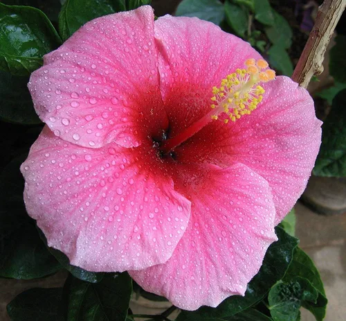 Vista 9 de Raíces de plantas de flores exóticas hawaianas - orquídeas de bambú - hibisco - jengibre -Ti troncos (raíz de orquídea)