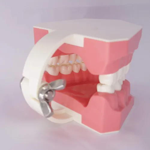 Vista 3 de Modelo de dientes dentales Typodont para cepillar hilo dental Práctica Demostración Enseñanza Estudiar 1:1 Tamaño estándar