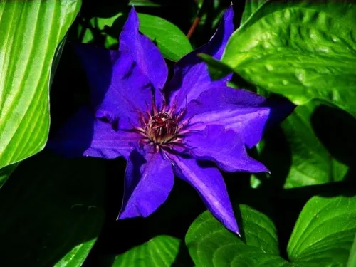 Vista 5 de Semillas de Clematis Mixtas Flor Vid Flor Perenne 20 Pcs Semillas