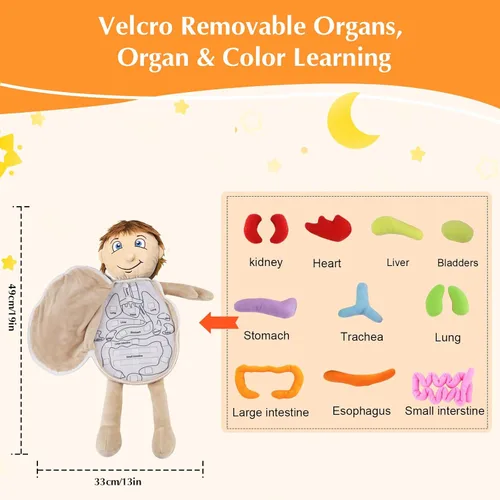 Vista 6 de vocheer Juguete de anatomía del cuerpo humano, juguetes de peluche de órgano educativo Montessori preescolar para niños, kits de aprendizaje