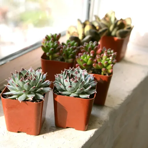 Vista 7 de Paquete de plantas suculentas vivas (paquete de 6), plantas suculentas reales y mini plantas para principiantes, plantas de casa vivas, mini