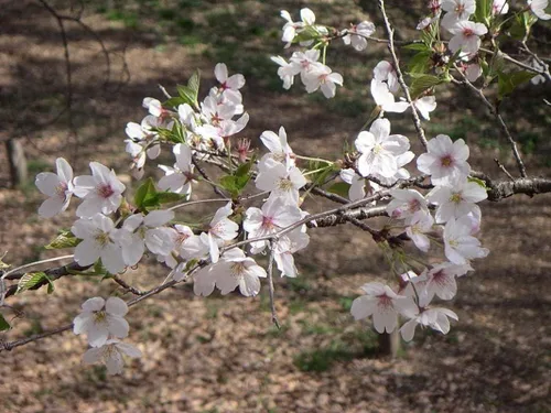 Vista 2 de 1-1000 piezas de semillas de cerezo con flores japonesas blancas Hill Prunus Serrulata 0146 (5+ semillas)