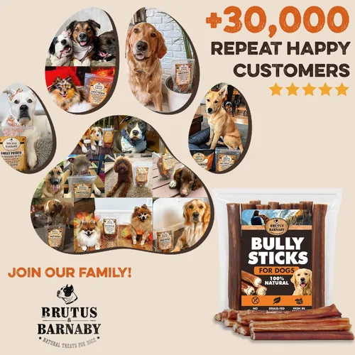 Vista 6 de BRUTUS & BARNABY Bully Sticks para Perros, 6" – Bajo a Sin Olor, Alimentados con Pasto, Masticables Sin Cuero Crudo para Masticadores Agresivos