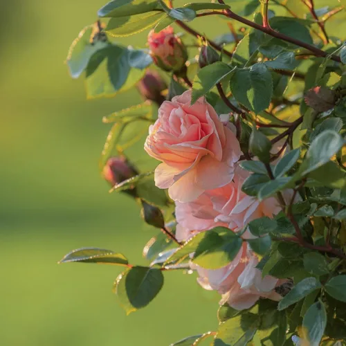 Vista 3 de CarpetC - Más de 150 semillas de rosa rosa para plantar, arbusto perenne de flores fragantes, reliquia sin OMG para bordes de jardín, contenedores